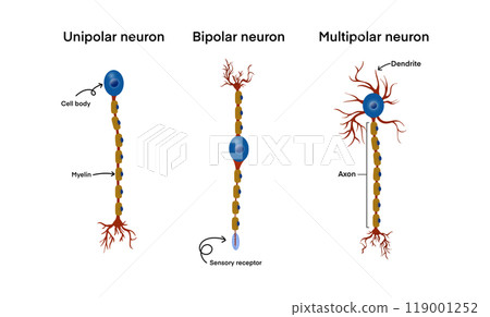 types of neurons, unipolar, bipolar, and multipolar neurons, including key parts like the cell body, myelin, axon, dendrites, sensory receptor, biology education, medical studies focusing types of neurons, unipolar, bipolar, and multipolar neurons, including key parts like the cell body, myelin, axon, dendrites, sensory receptor, biology education, medical studies focusing 119001252