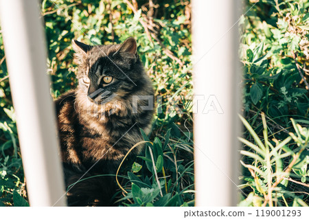 美麗的貓，長髮，被夕陽照亮 119001293