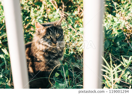 Beautiful long-haired cat in the setting sun 119001294