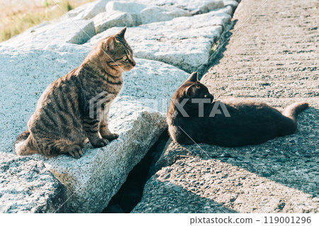 Two stray cats and a rural landscape 119001296
