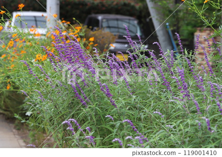 Purple flowers of Salvia leucantha (amethyst sage) blooming in an autumn garden Purple flowers of Salvia leucantha (amethyst sage) blooming in an autumn garden 119001410