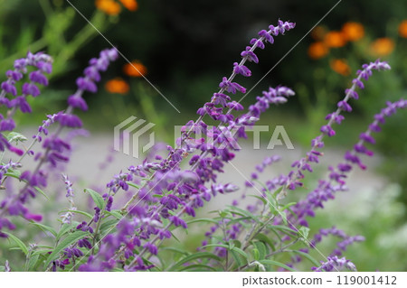 Purple flowers of Salvia leucantha (amethyst sage) blooming in an autumn garden Purple flowers of Salvia leucantha (amethyst sage) blooming in an autumn garden 119001412
