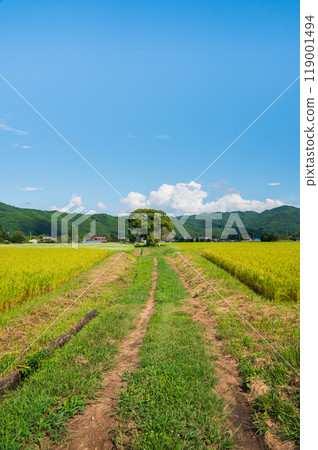 田埂、稻田、栗樹【大町市】 119001494
