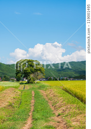田埂、稻田、栗樹【大町市】 119001495