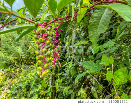 盛夏水果～日本山牛蒡～ 119001521