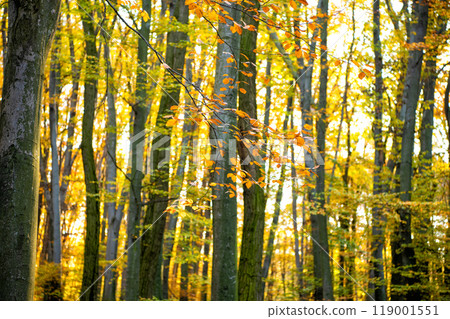 seasonal tree branch with yellow leaves. natural beauty. fall season weather. seasonal tree branch with yellow leaves. natural beauty. fall season weather. 119001551