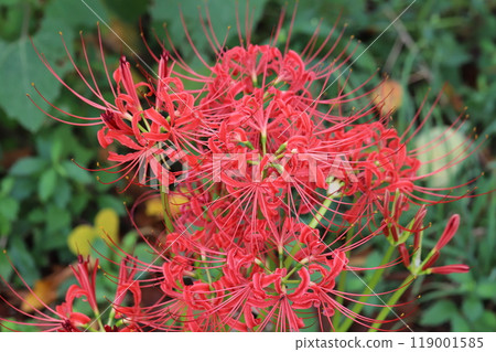 秋季公園盛開的紅曼珠沙拉（Higanbana）花 119001585