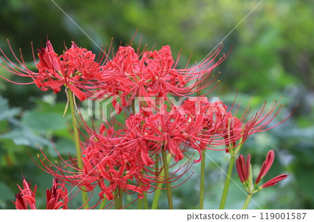 秋季公園盛開的紅曼珠沙拉（Higanbana）花 119001587