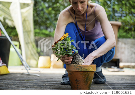 planting yellow flowers in a clay flower pot on a domestic wooden patio 119001621