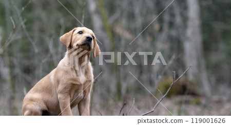 Adorable golden labrador retriever puppy sitting in a forest 119001626