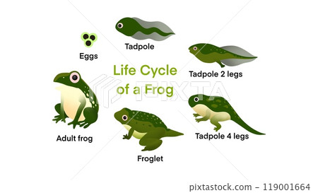 The life cycle of a frog, Frog Life Cycle Set, frog life cycle metamorphosis, Stages development and growth of toad, water animal transforming stages, funny amphibians age changes, becoming an adult 119001664