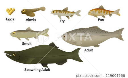 Life cycle of a Salmon, salmons have an average lifespan of 7 years, salmons comprises six stages, egg, alevin, fry, parr, smolt, and adult, Life cycle of the Atlantic Salmon. Stages of salmon fish Life cycle of a Salmon, salmons have an average lifespan of 7 years, salmons comprises six stages, egg, alevin, fry, parr, smolt, and adult, Life cycle of the Atlantic Salmon. Stages of salmon fish 119001666