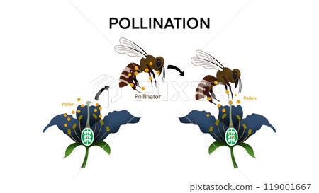 Pollination, Diagram showing pollination with flower and bee, process of cross pollination using an animal of pollinator, Pollination as plant reproduction and vegetation process in wildlife, biology Pollination, Diagram showing pollination with flower and bee, process of cross pollination using an animal of pollinator, Pollination as plant reproduction and vegetation process in wildlife, biology 119001667