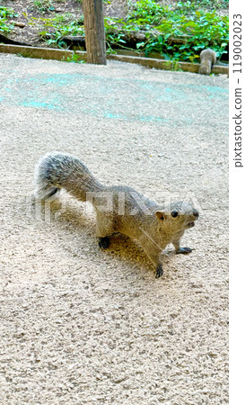 A wild squirrel appeared A wild squirrel appeared 119002023