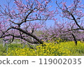 桃子油菜花 119002035