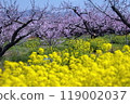 桃子油菜花 119002037