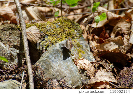 Miyamaseseri Miyamaseseri 119002134