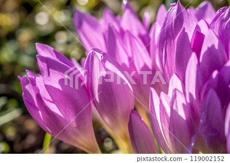 秋天的陽光和美麗的狗藏紅花花 119002152