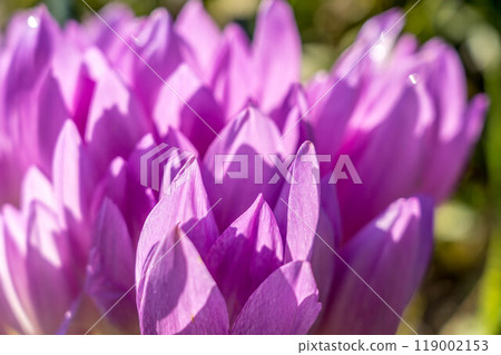 Autumn sunlight and beautiful crocus-crop flowers 119002153