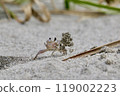 A photo of a ghost crab throwing away the sand it had dug up to make a burrow 119002223