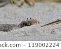 A photo of a ghost crab carrying sand it has dug up to make a burrow 119002224