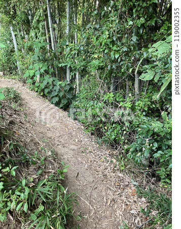通往山的路徑 通往山的路徑 119002355