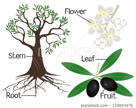 The illustration shows part of the olive plants. 119003476