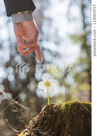 Hand of a businessman reaching down to touch a delicate spring hellebore flower Hand of a businessman reaching down to touch a delicate spring hellebore flower 119003557