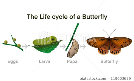 Butterfly life cycle, Cartoon caterpillar insects metamorphosis, eggs, larva, pupa, Life Cycle of Butterfly diagram, life cycle of a butterfly from an egg to a beautiful butterfly, educational biology 119003659