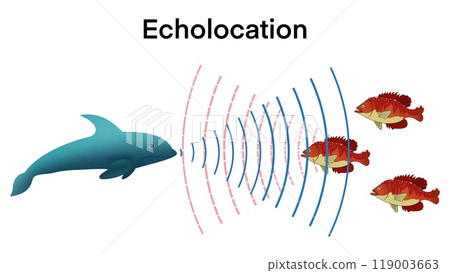 animation of biology, echolocation in dolphins, Dolphins hunt their prey by making high pitched sounds and listening for echoes,Bio sonar sound detect object locate measure prey wave reflect 119003663