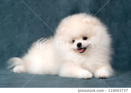 Pomeranian lying on a gray background 119003737