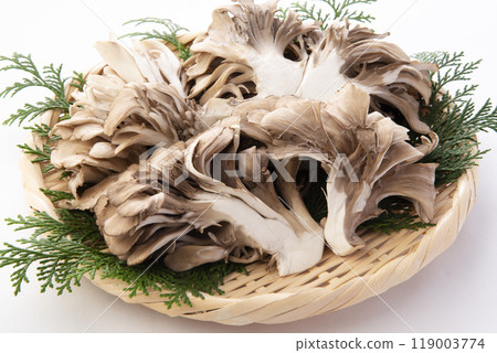 灰樹花 119003774