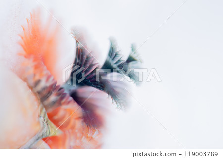 小型水下生物 119003789