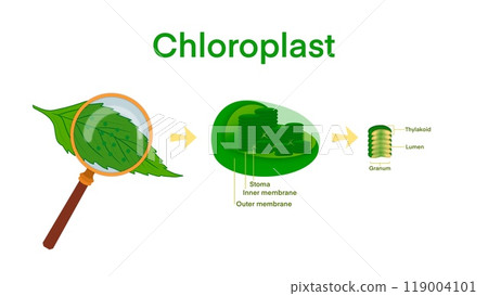 Chloroplast Photosynthesis Infographic Elements, Chloroplast organelles, structure within cells of plants, Cross section of a chloroplast from plant cell, organelle conducting photosynthesis 119004101