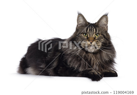 Maine Coon cat on white background Maine Coon cat on white background 119004169