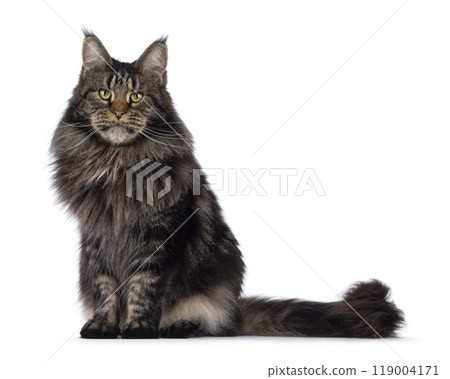 Maine Coon cat on white background 119004171