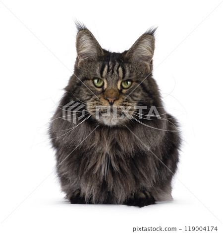 Maine Coon cat on white background Maine Coon cat on white background 119004174