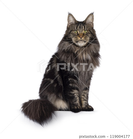 Maine Coon cat on white background 119004177
