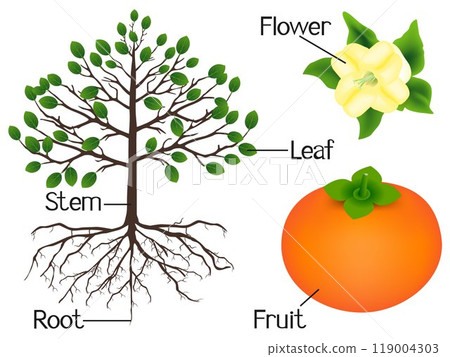 The illustration shows part of the persimmon plants. 119004303