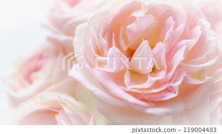 Pink fresh flower background Pink fresh flower background 119004483