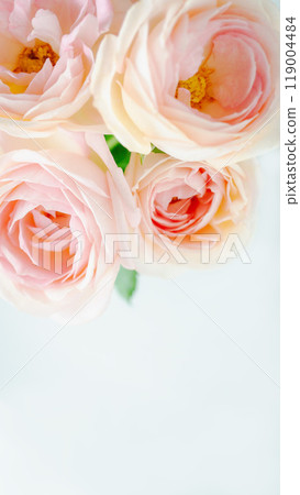 Pink fresh flower background vertical copy space Pink fresh flower background vertical copy space 119004484