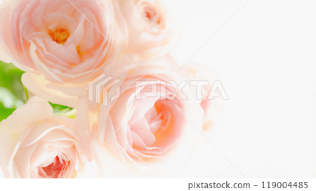 Pink fresh flower background, white background, copy space Pink fresh flower background, white background, copy space 119004485