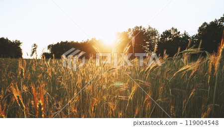 4K slow mo, slow motion Summer Sun Shining Over Agricultural Field Of Young Green Wheat Ears Field. Wheat In Sunset Dawn Time. June Month. 119004548