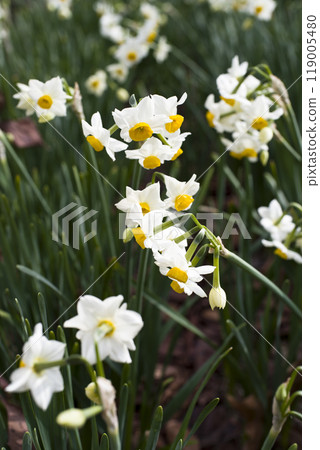 The flowers of Japanese daffodils are in bloom. The flowers of Japanese daffodils are in bloom. 119005480