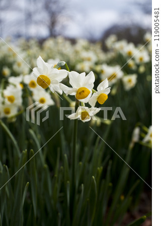 The flowers of Japanese daffodils are in bloom. 119005481