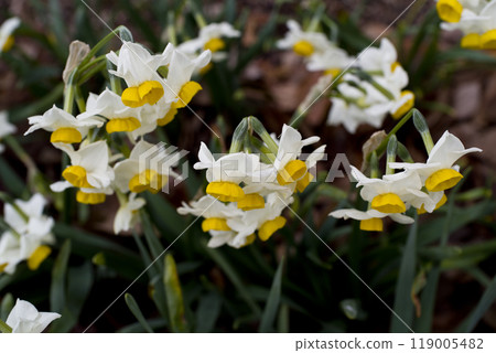 The flowers of Japanese daffodils are in bloom. 119005482