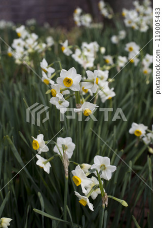 日本水仙花盛開。 119005483