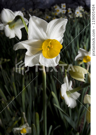 The flowers of Japanese daffodils are in bloom. The flowers of Japanese daffodils are in bloom. 119005484