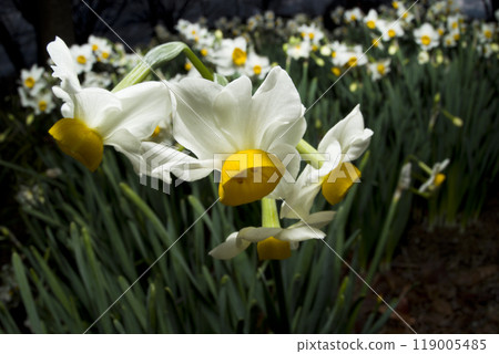 The flowers of Japanese daffodils are in bloom. 119005485