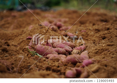 Freshly dug sweet potatoes on the field Freshly dug sweet potatoes on the field 119005493